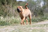 SHAR-PEI 267